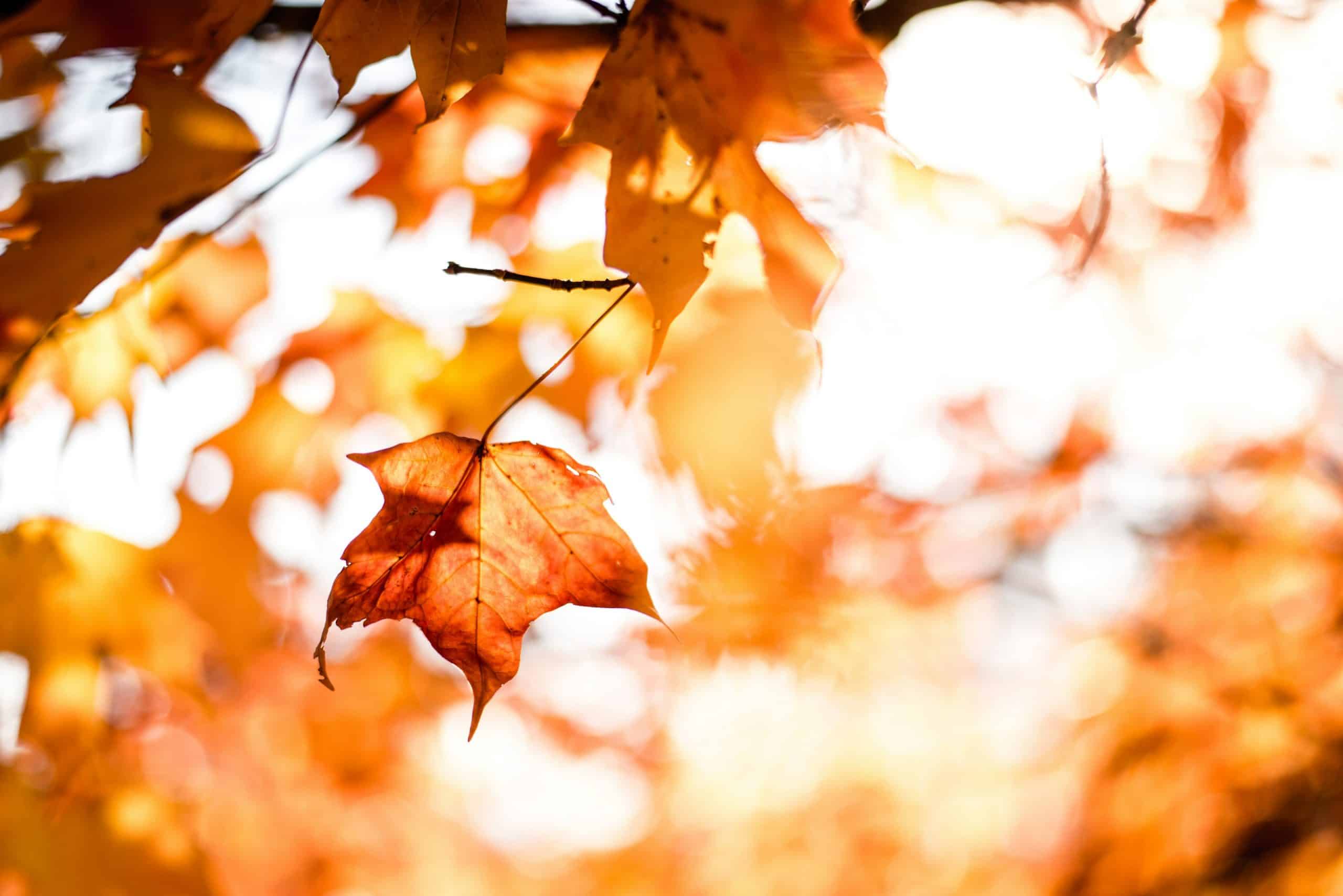 Autumn leaves in vibrant orange hues, symbolizing seasonal change and home maintenance tips for preventing freezing pipes.